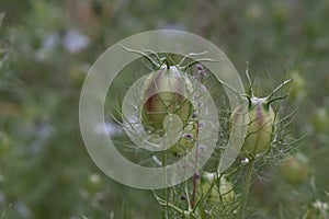 Love-in-a-mist Nigella damascena, close-up buds